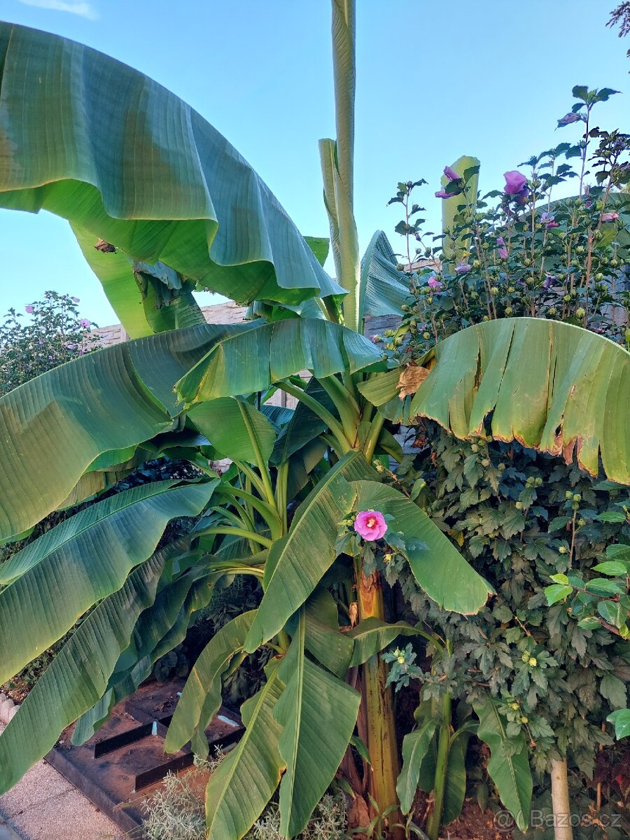 Banánovník Musa basjo a Dwarf cavendish,