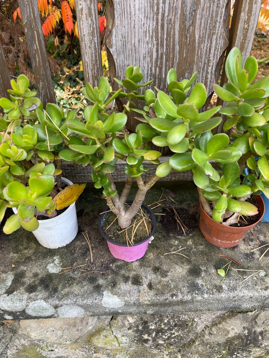 Tlustice cca 30 cm 5 let-více kusů