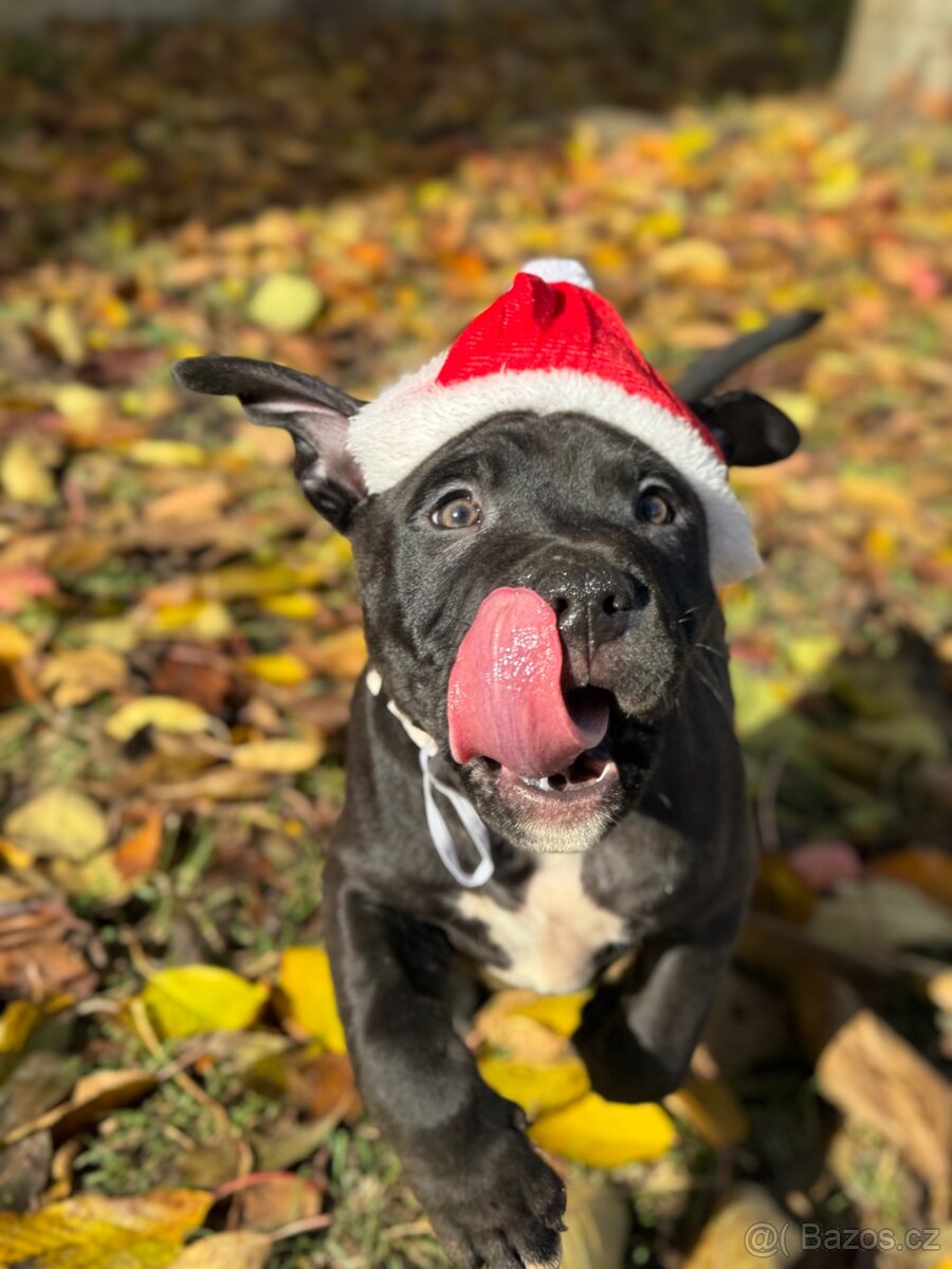 Americký stafordšírský teriér s PP