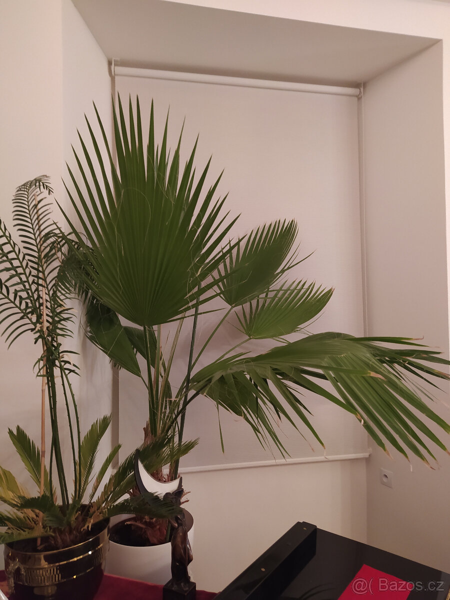 Mexická vějířová palma