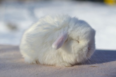 Sameček minilop Chris