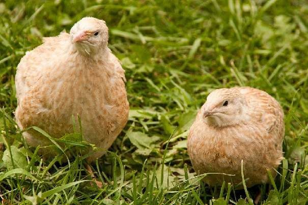 Japonské prepelice - predaj