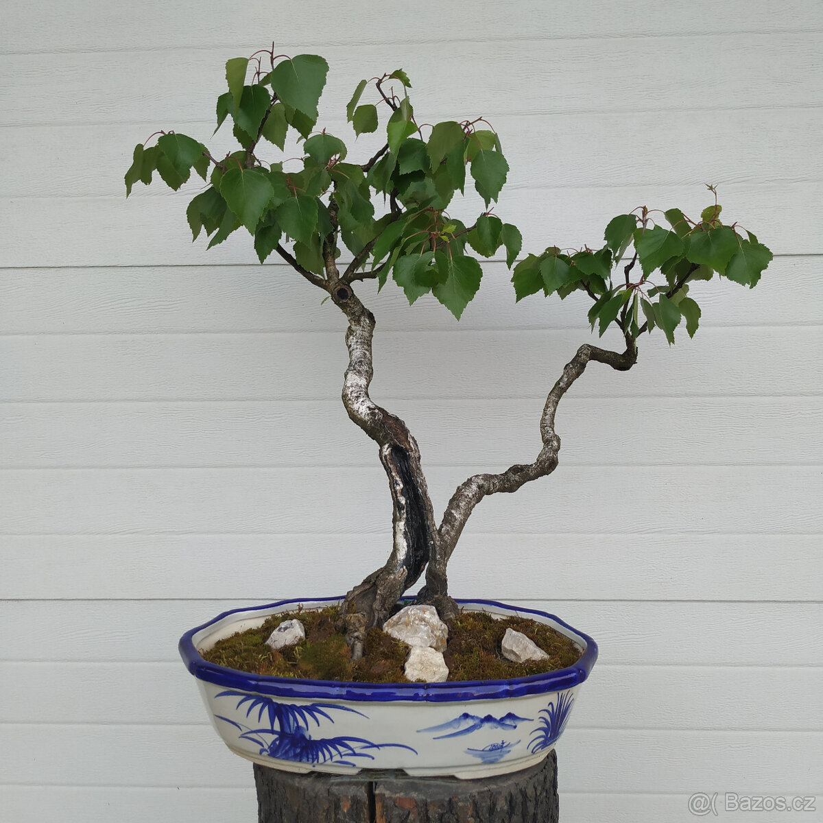 Bonsaj 39 let - Bříza pýřitá (Betulus pubescens)