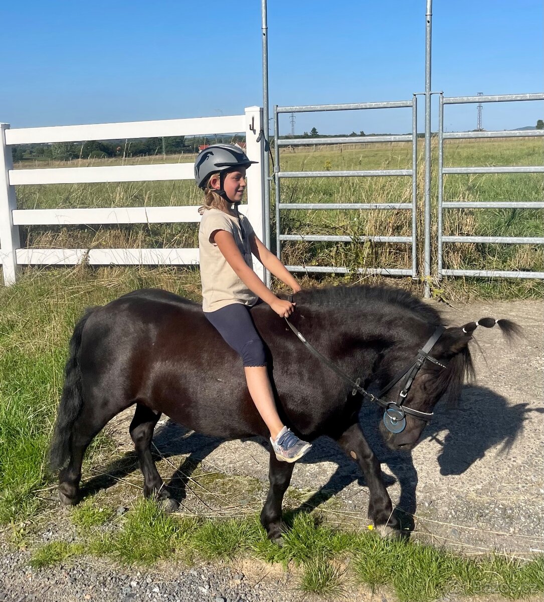 Shetland valach standard s PP do pony sportu