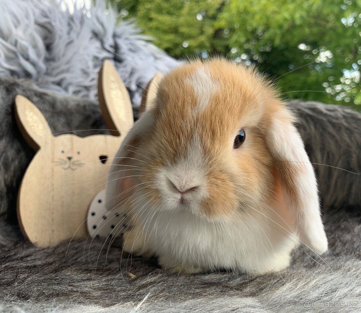 ❤️❤️Minilop holčičky Kralicek Beránek ⭐️⭐️