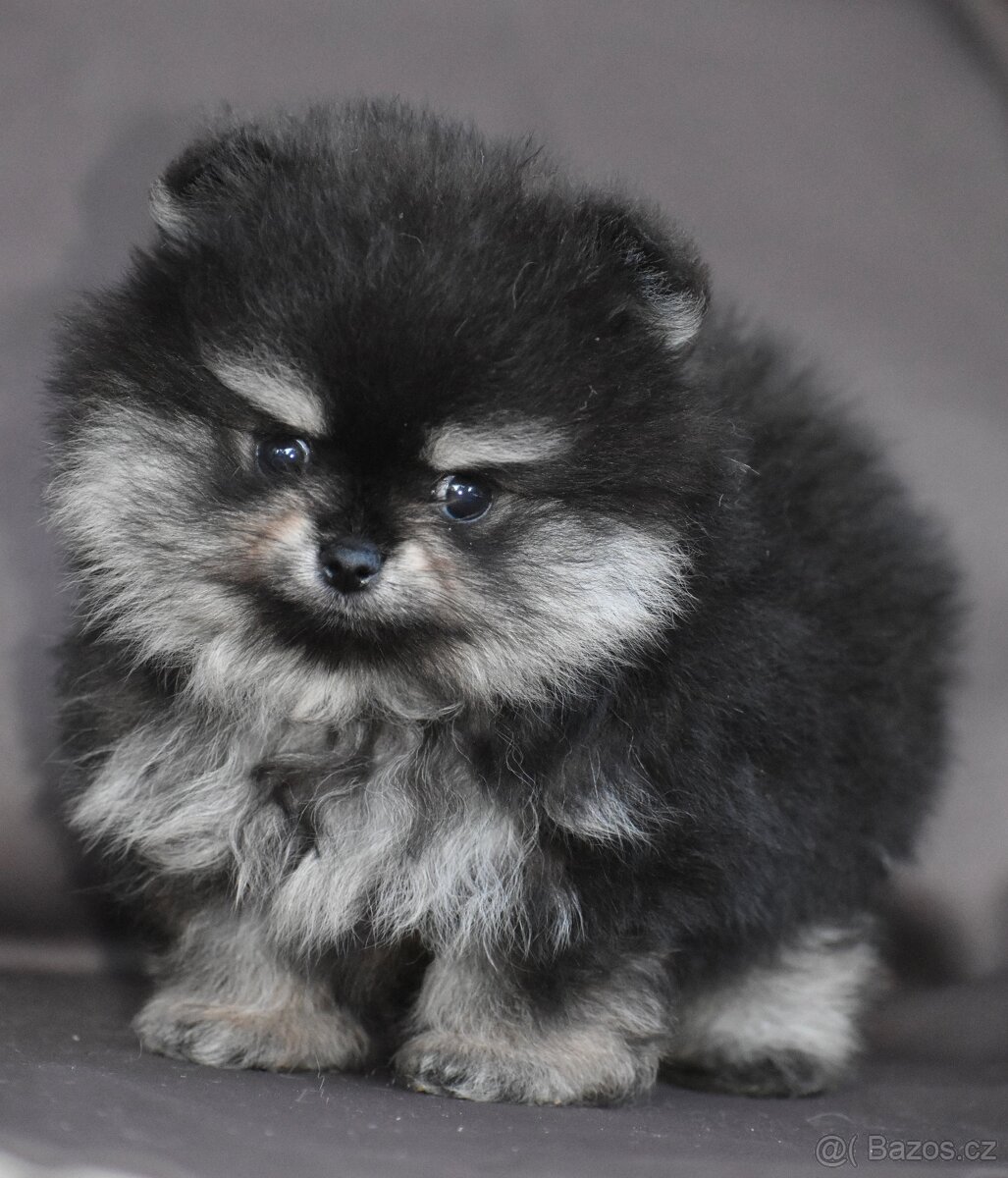 Pomeranian