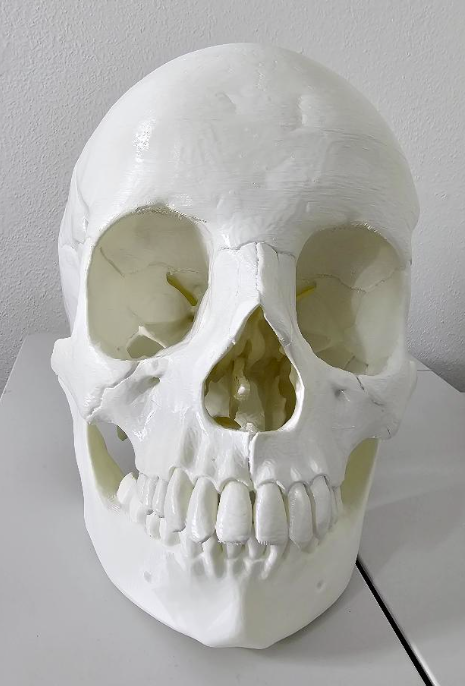 REALISTICKÝ model lidské lebky, 3D tisk