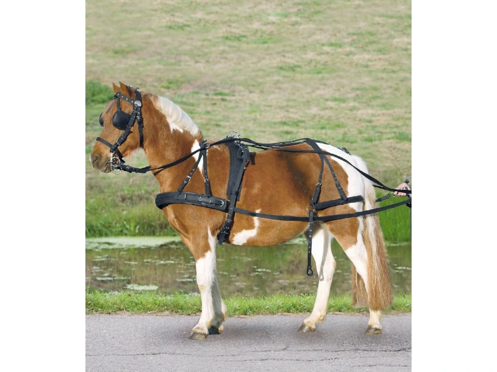 Postroj na shetlanda
