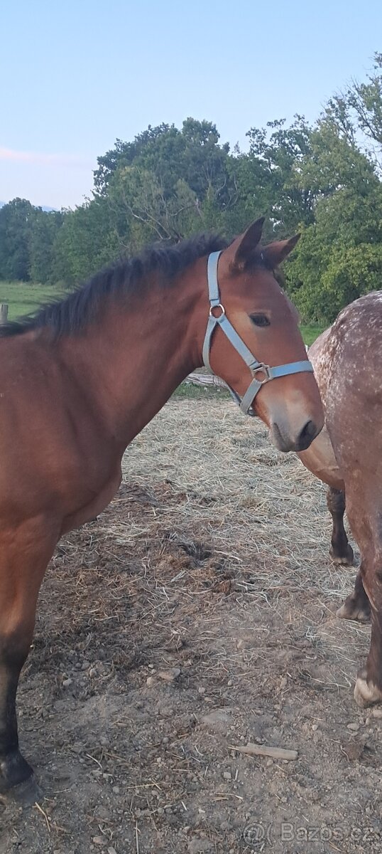 Hříbata Slezský Norik Hřebec