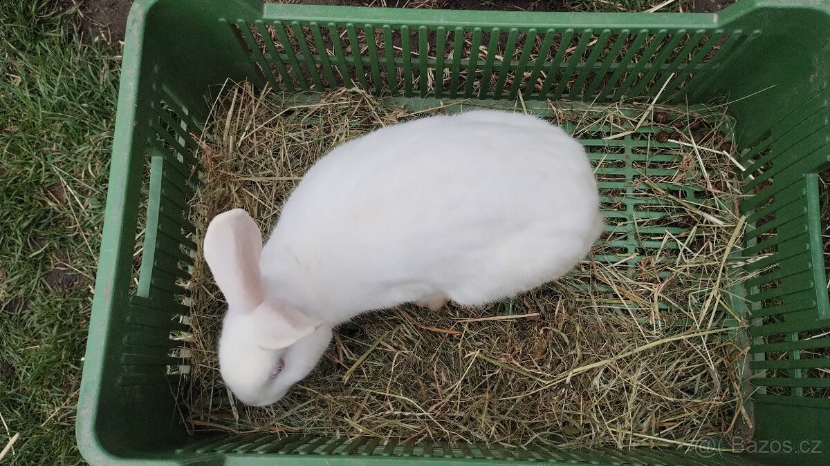 Samec celý bílý Velky