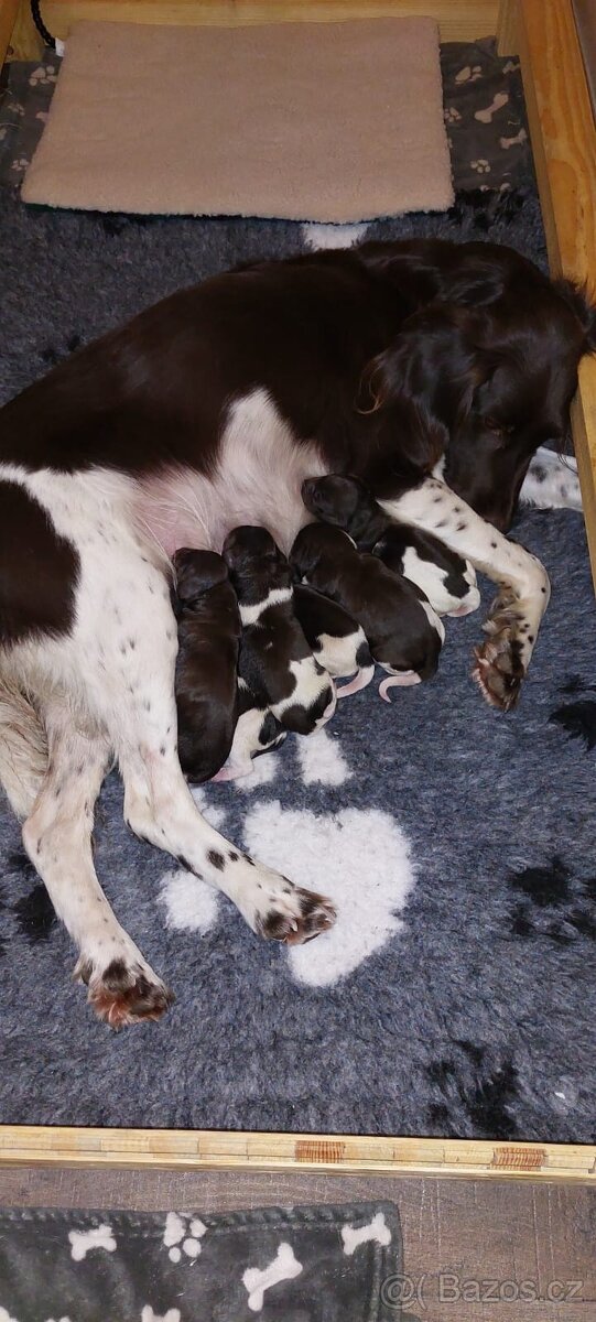 Prodám šťěňata Malého munsterlandského ohaře MMO s PP