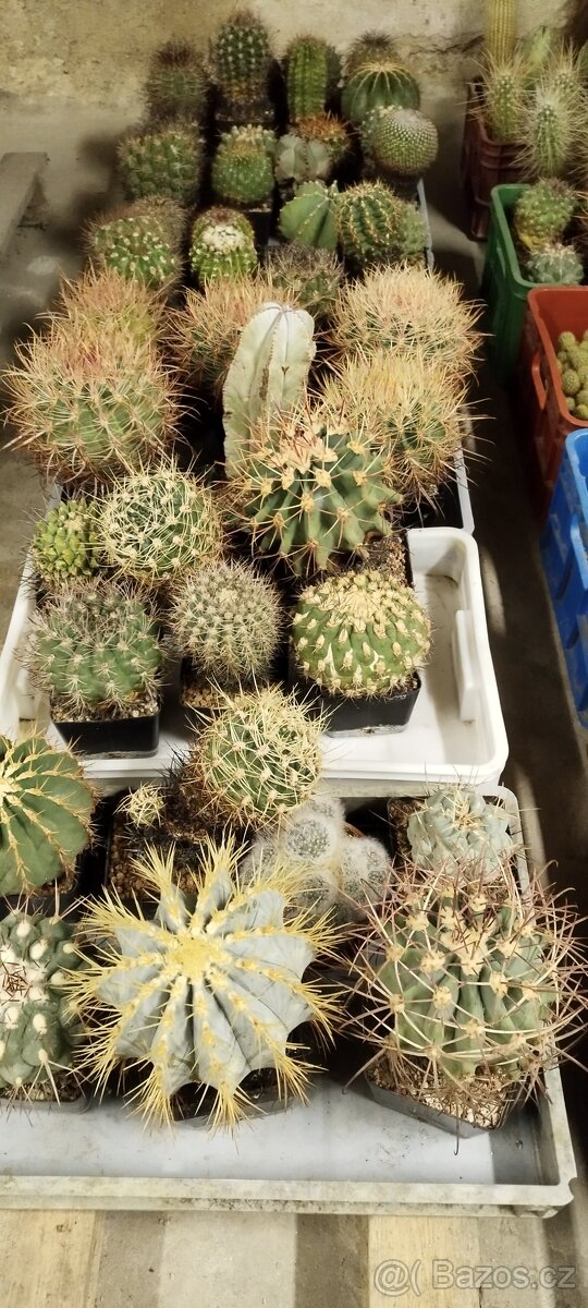 Prodám sbírku kaktusů