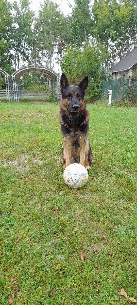 Německý ovčák bez PP