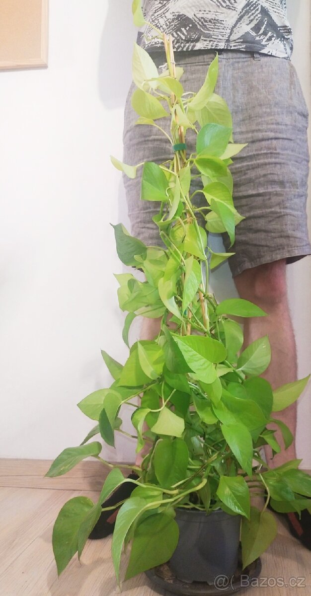 Vzrostlé Epipremnum Aureum Neon