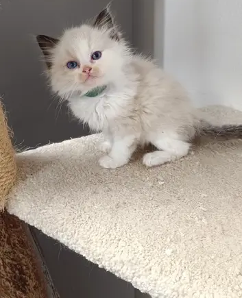 kocourek ragdoll s PP