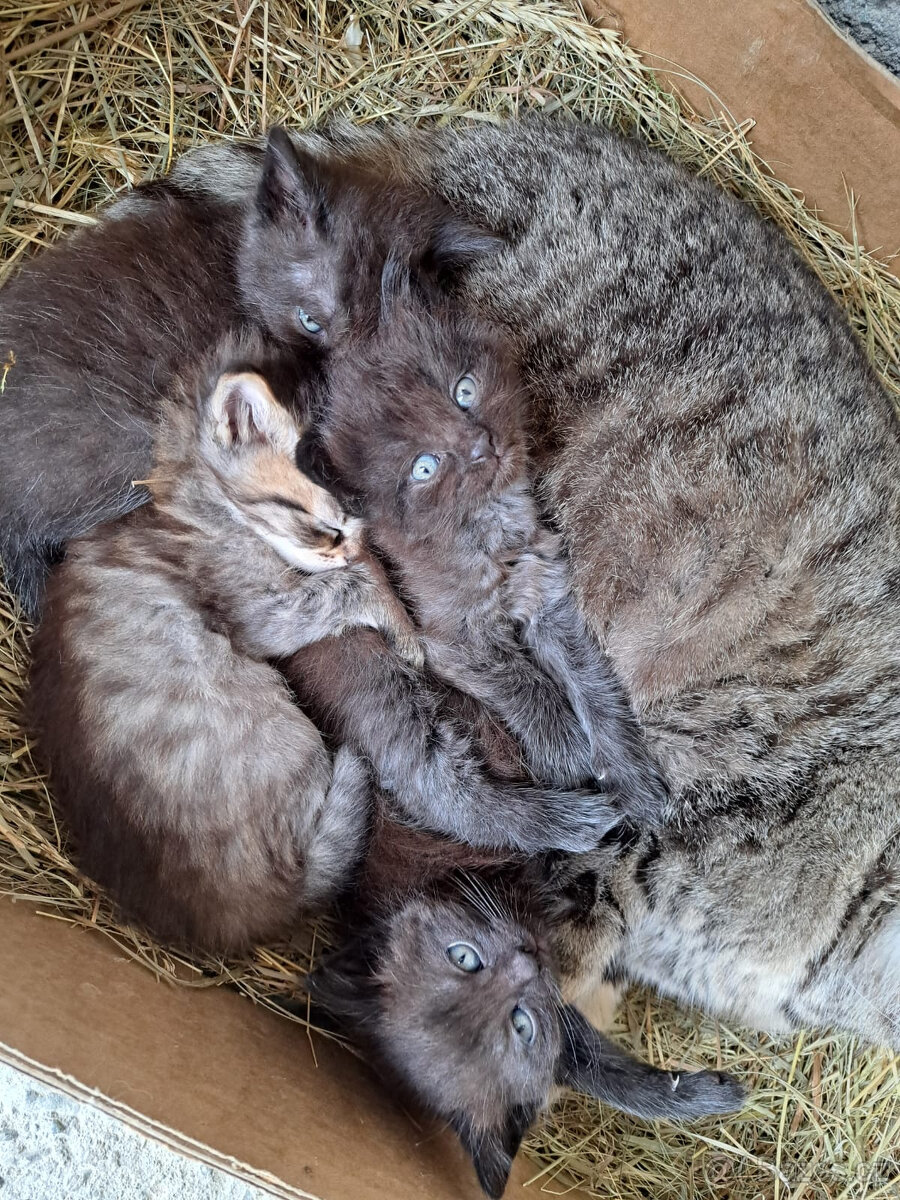 Zdarma koťata - darujeme 3 kocourky + 1 kočičku
