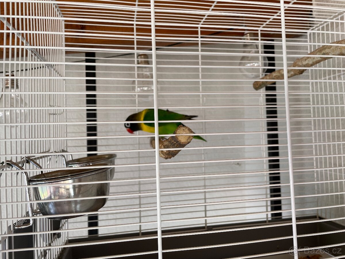 Agapornis škraboškovy