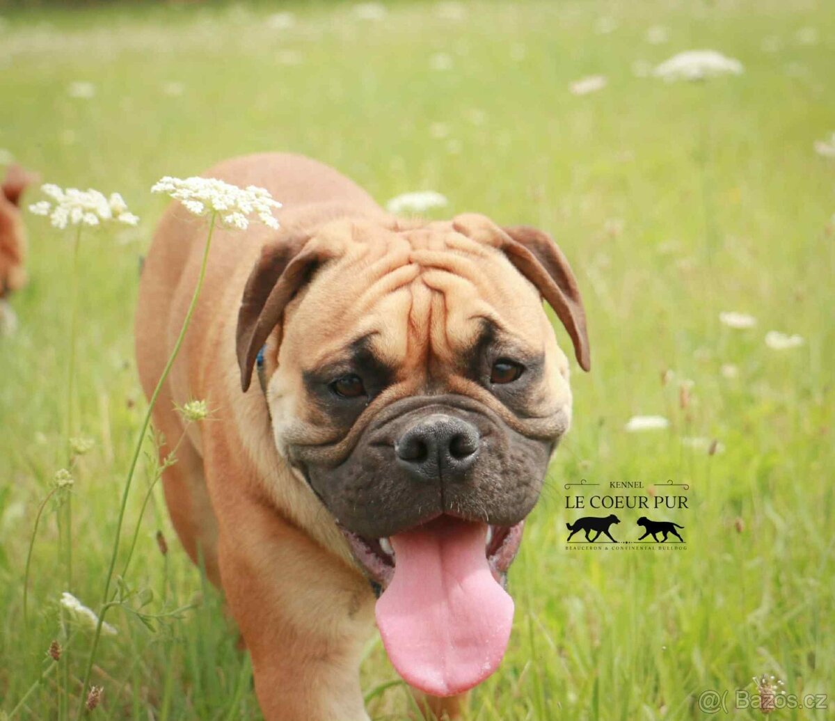 KONTINENTÁLNÍ BULDOK – CONTINENTAL BULLDOG s PP (FCI)