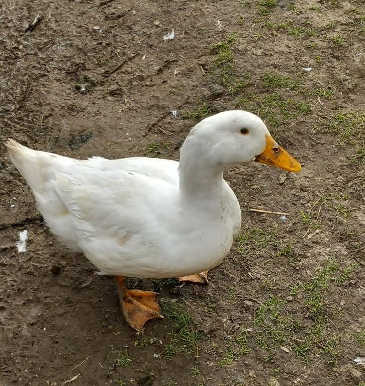 Kachna pekingská
