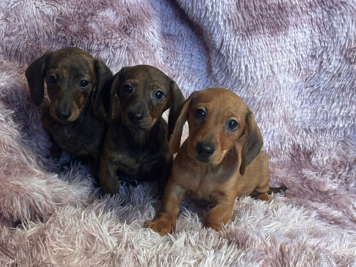 Jezevčík hladkosrstý trpasličí/králičí