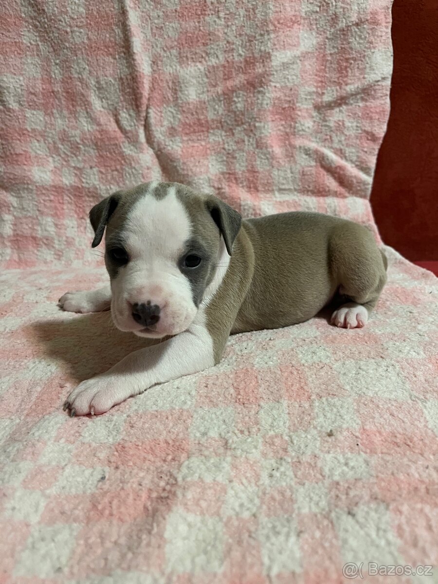 Americký stafordšírský teriér