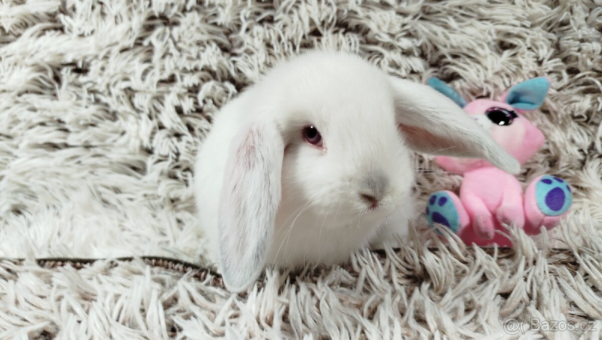 Zakrslý beránek, králíček, králík - MOLLY