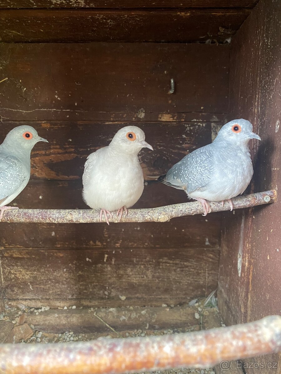 Holoubek diamantový