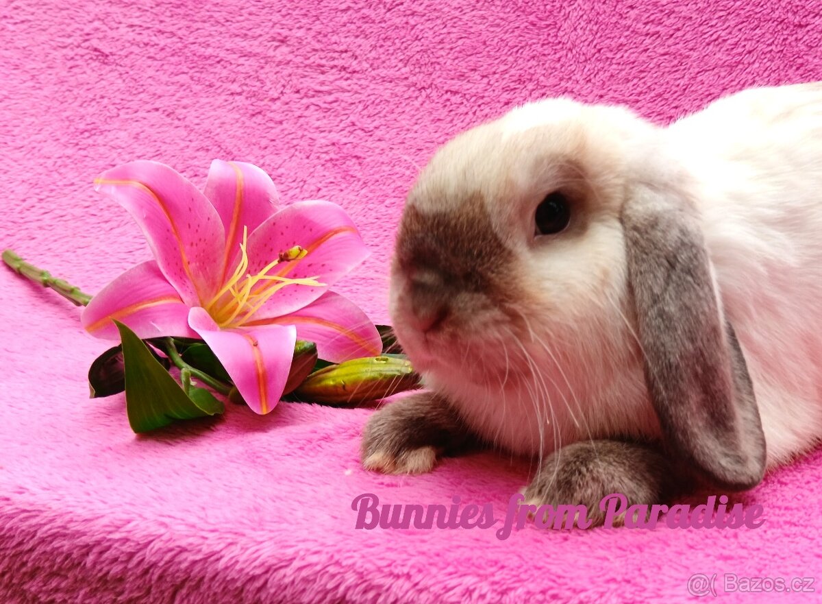 KRÁLÍČCI HLEDAJÍ NOVÝ DOMOV ❤️❤️❤️