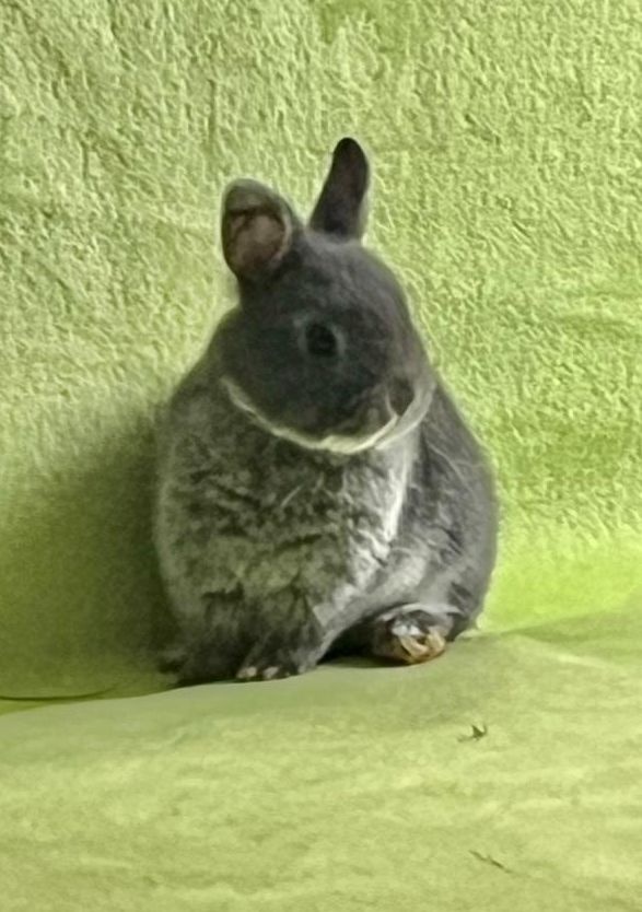 Zakrslý bílopesíkatý modrý králík