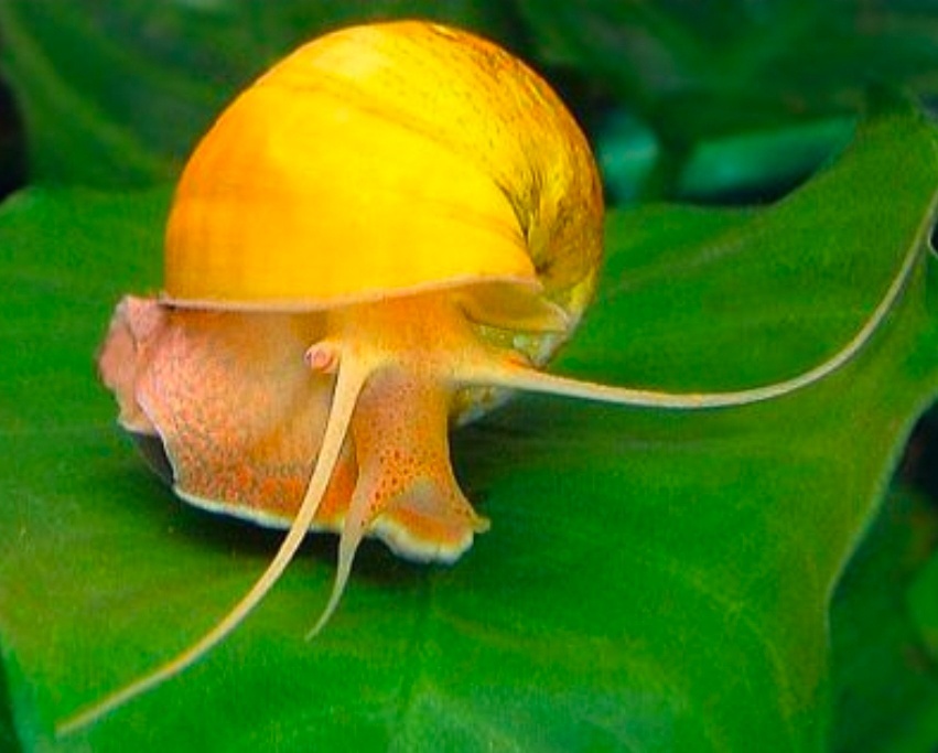 Plž Ampulária žlutá a modrá