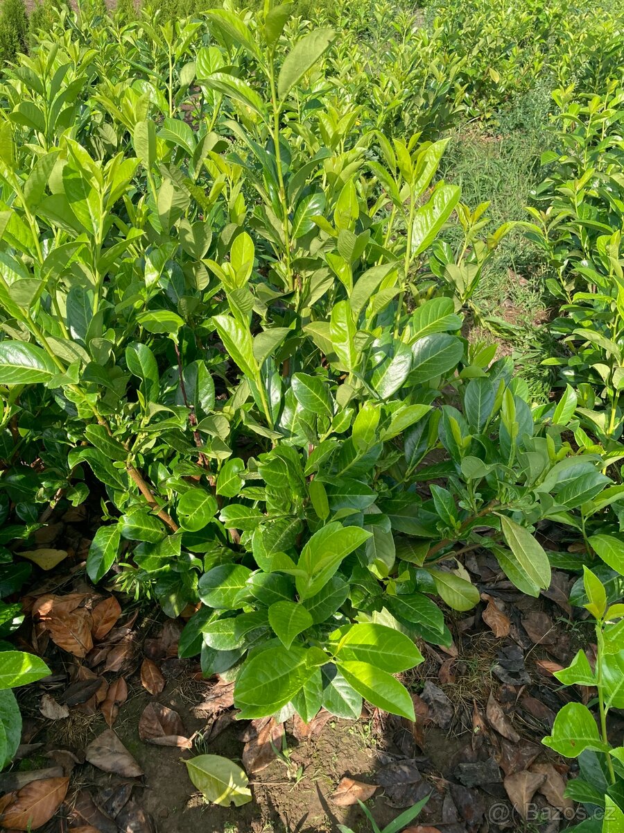 Bobkovišeň lekařská Rotundyfolia 150cm