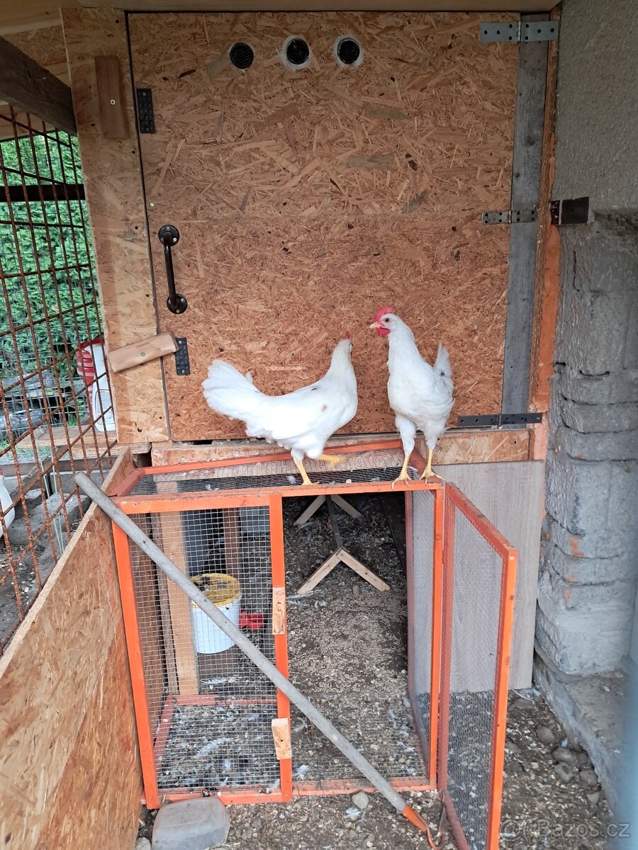 Leghorn kohoutci