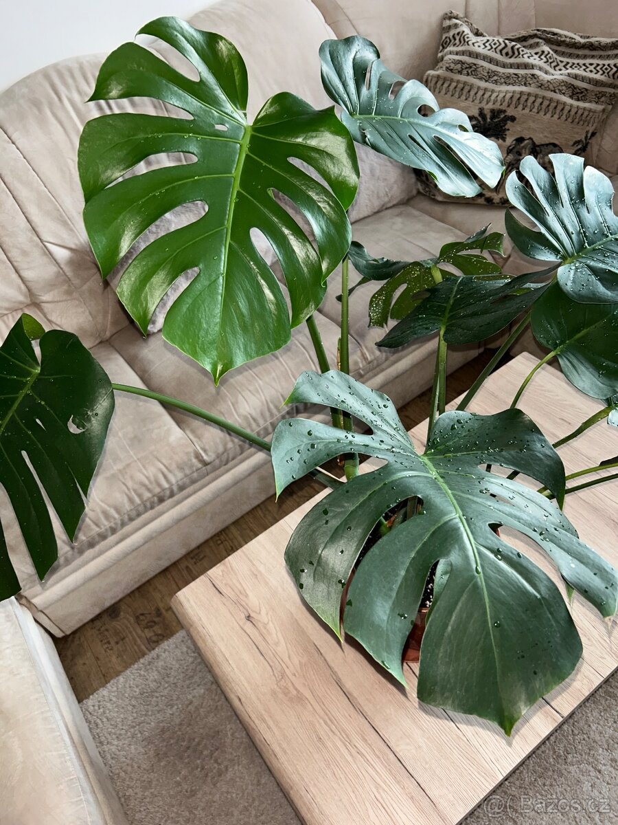 Pokojová květina monstera