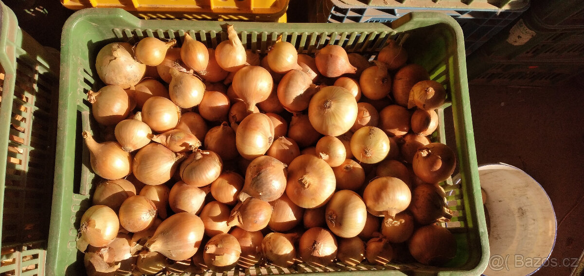 Cibule, brambory, dýně Hokkaido