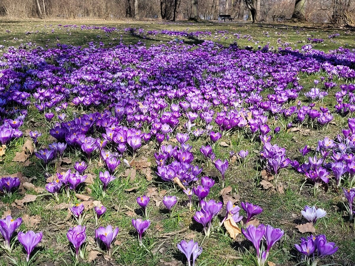 (Na jaro) koupím koně