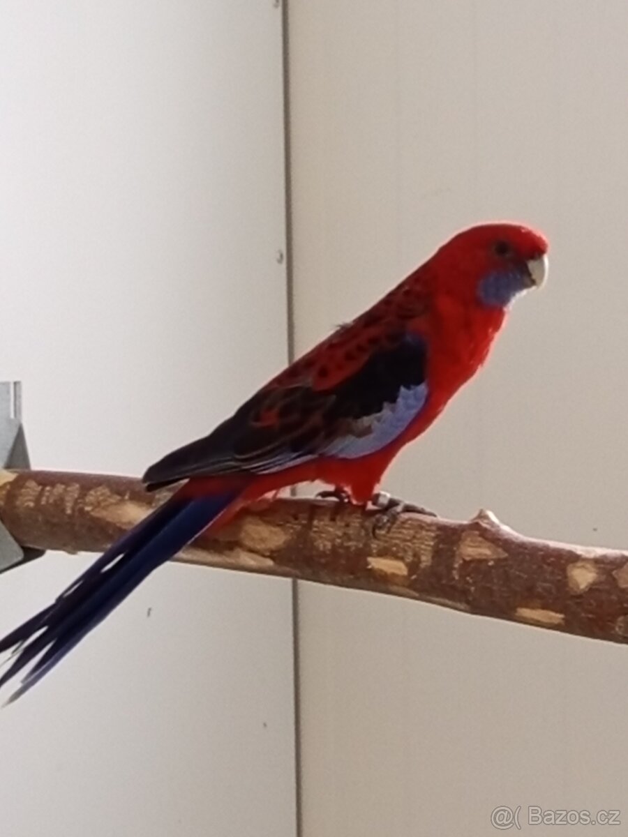 Rosela penant-chovný pár 2023