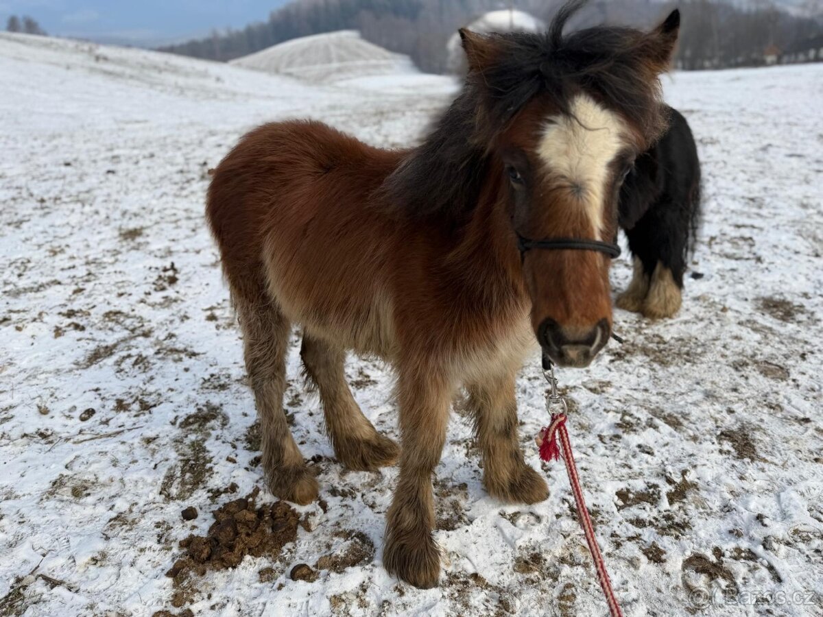 Klisna irský cob 1.rok