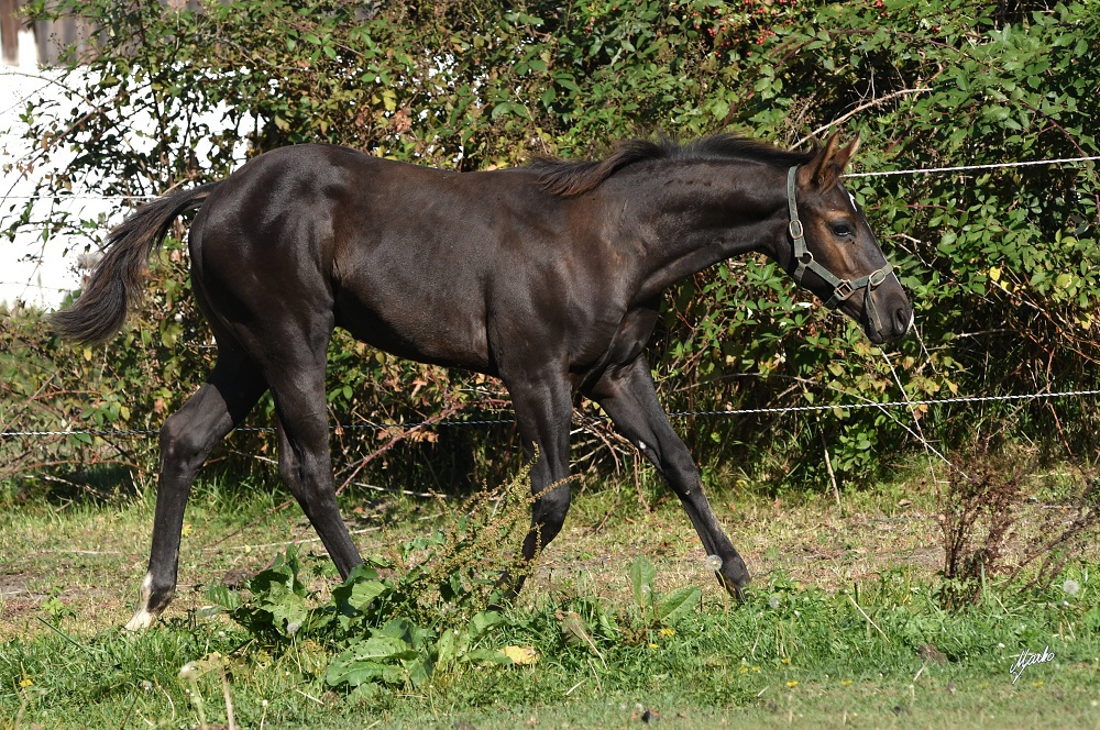 APH paint horse black solid
