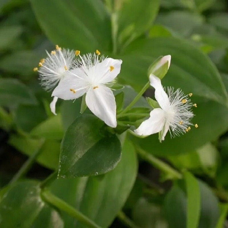 Voděnka Tradescantia fluminensis „Viridis“- zakořeněné řízky