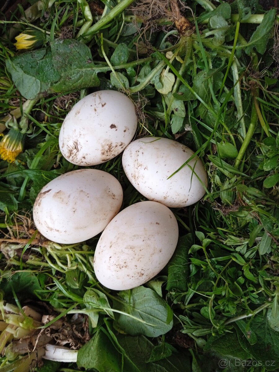 Kachna saská - násadová vejce