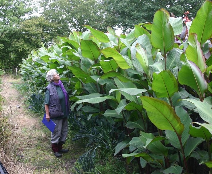Kana dosna 'Musifolia' největší kultivar