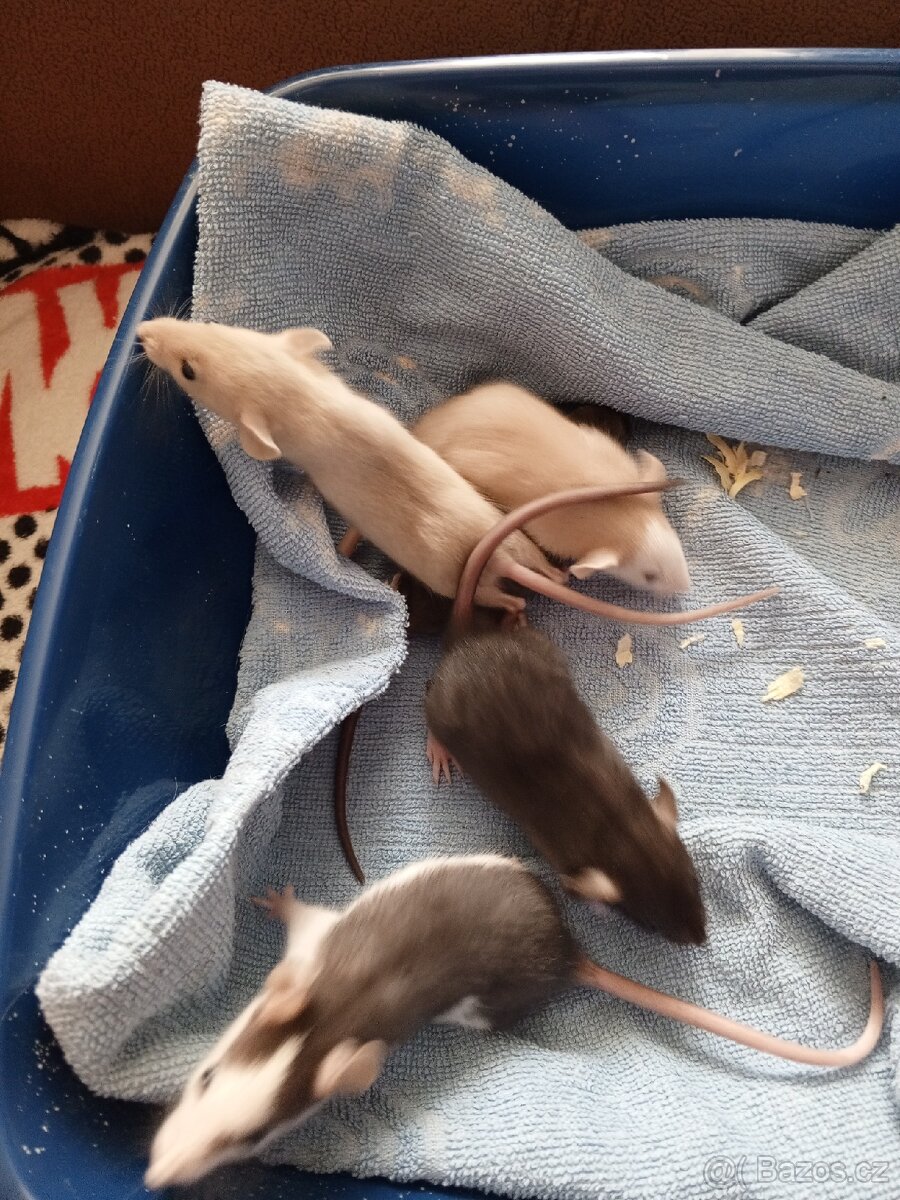 Dumbo potkanci