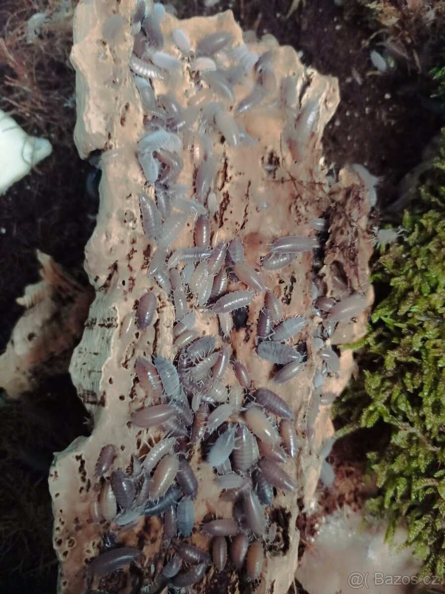 Stínky Porcellionides Pruinosus klasické šedomodré