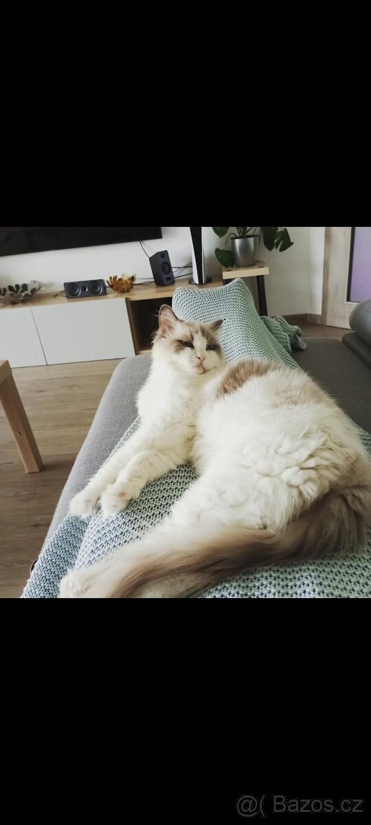 Kocour Ragdoll s PP, 3letý, zdravý, čistotný, mazlivý, kastr