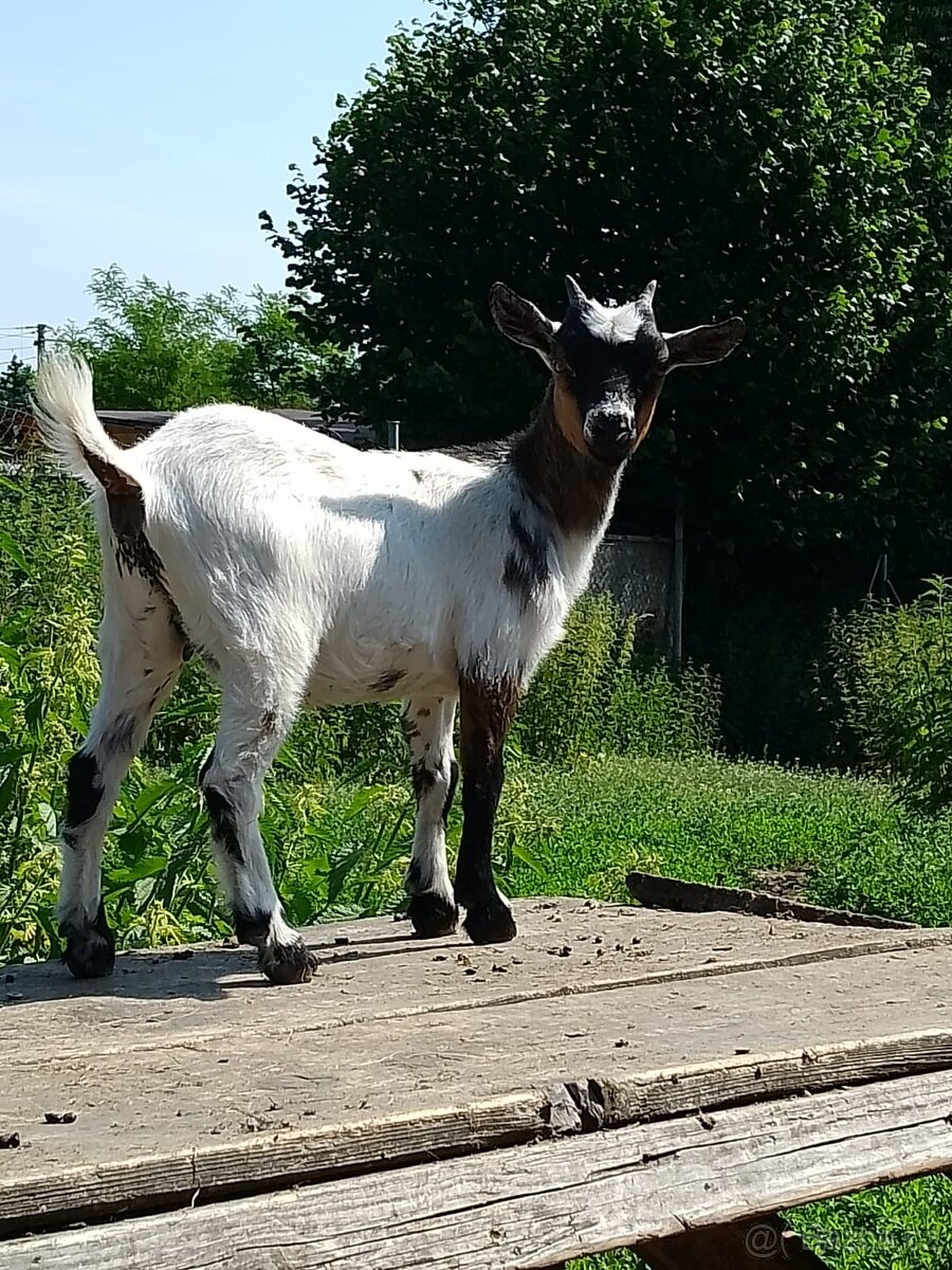 Prodám nebo vyměním za pšenici