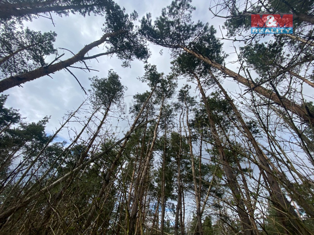 Prodej lesa, 2084 m², Slavičky