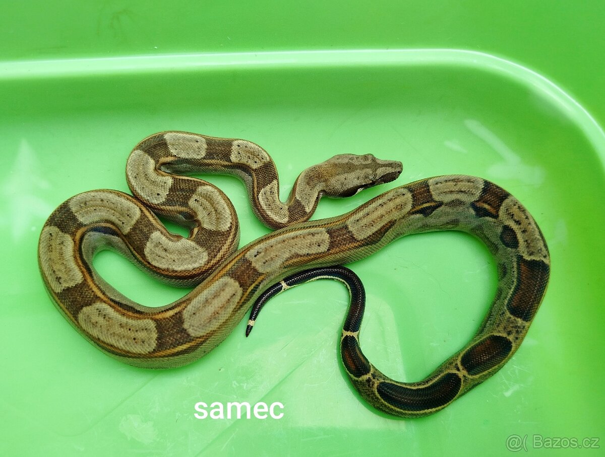 Hroznýš Královský (boa constrictor)