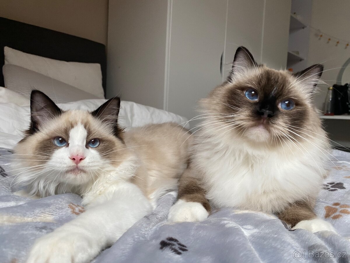 Ragdoll kotě s PP