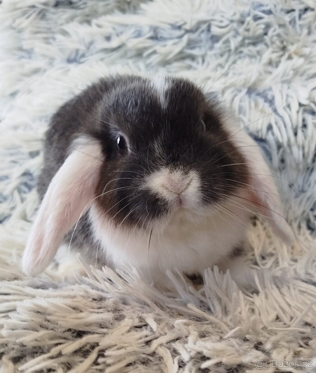 Minilop - anglický zakrslý beránek s VP