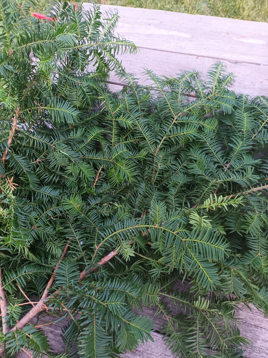 Chvojí,tis,věnce,vánoce,